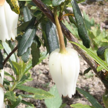 Crinodendron 'Alf Robbins' - Public Domain Image under fair use