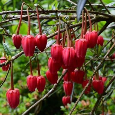 Crinodendron hookerianum (3L pot)