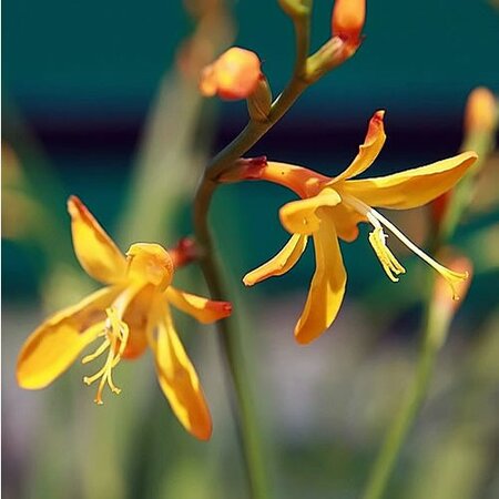 Crocosmia 'George Davidson' - Photo by David J. Stang (CC bY-SA 4.0)