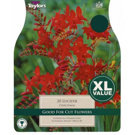 Crocosmia Lucifer (15 bulbs)