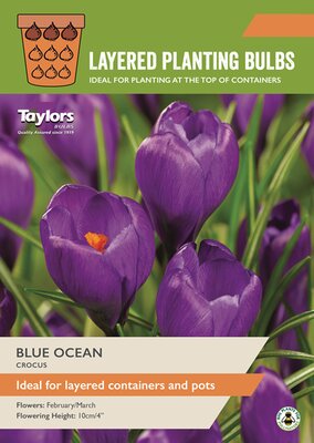 Crocus 'Blue Ocean' (20 bulbs)