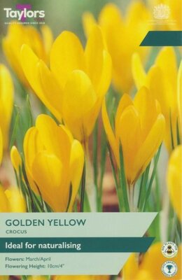 Crocus 'Golden Yellow'