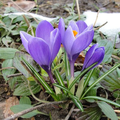 Crocus 'Grand Maitre' (10 bulbs)