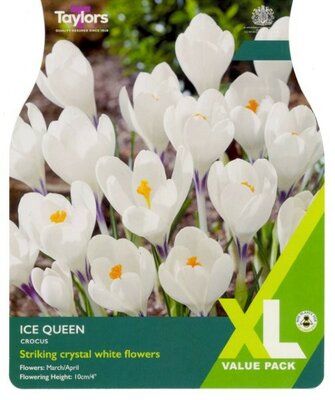 Crocus 'Ice Queen'