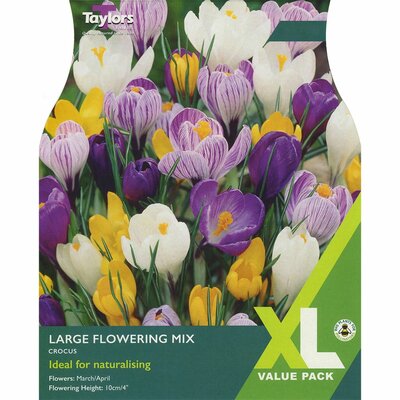 Crocus Large Flowering Mixed XL