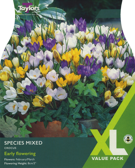 Crocus Mixed Species XL Value Range (30 bulbs)