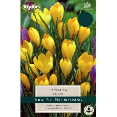 Crocus Yellow (12 bulbs)