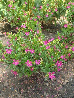 Cuphea hyssopifolia Pink - Photo by Krzysztof Ziarnek, Kenraiz (CC BY-SA 4.0)