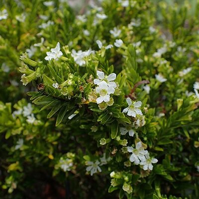 Cuphea hyssopifolia White - Photo by Krzysztof Ziarnek, Kenraiz (CC BY-SA 4.0)