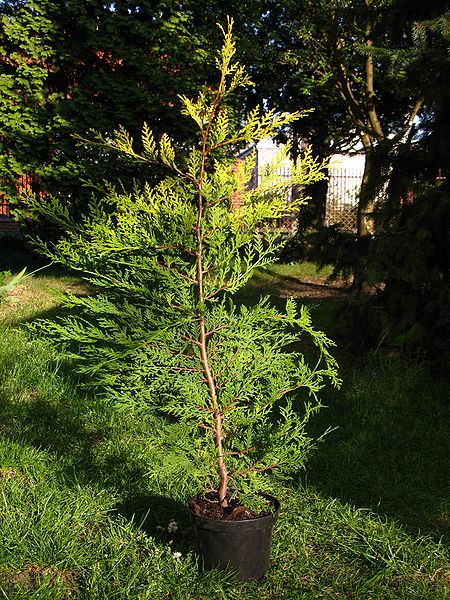 Cupressus Leylandii 'Castlewellan Gold' - Photo by Crusier (GFDL)