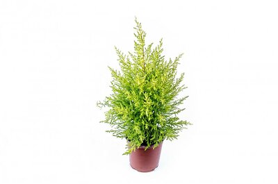 Cupressus 'Goldcrest Wilma' - Image courtesy of PickPik (CC0)