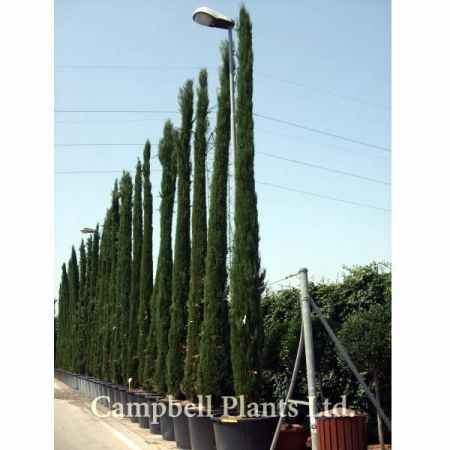 Cupressus Pyramidalis - Image Courtesy of Campbell's Plants Ltd