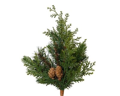 Cypress branch with cones