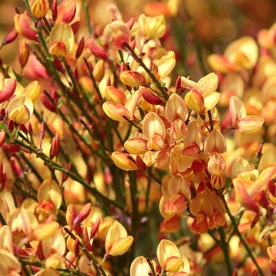 Cytisus 'Apricot Gem' - Image by Manfred Richter from Pixabay 