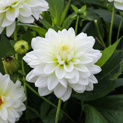 Dahlia 'Aspen' - Image by minka2507 from Pixabay