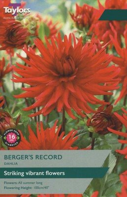 Dahlia 'Berger's Record' (1 bulbs)