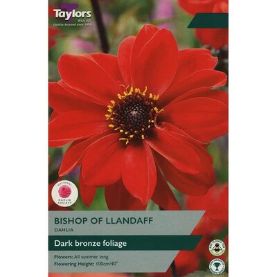 Dahlia Bishop Of Llandaff (2 bulbs)