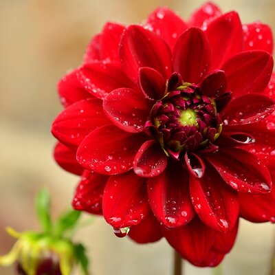 Dahlia 'Dalaya Red' - Image by congerdesign from Pixabay