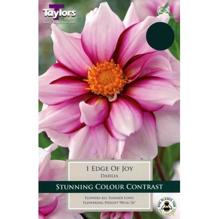 Dahlia Edge Of Joy