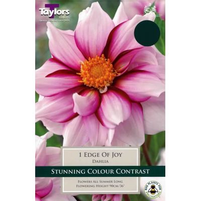 Dahlia Edge Of Joy