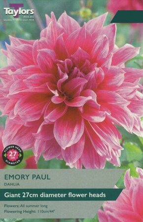 Dahlia 'Emory Paul' (1 bulbs)