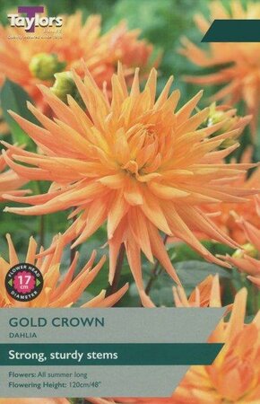 Dahlia 'Gold Crown' (1 bulbs)