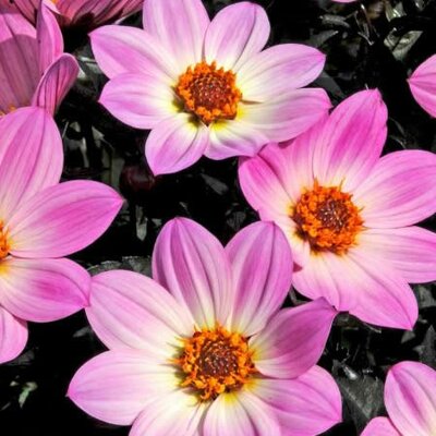 Dahlia 'Happy Days Pink' - Public domain image under fair use