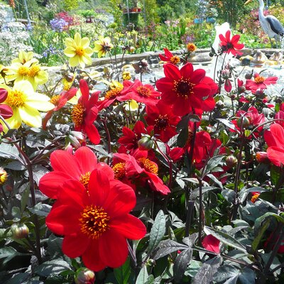 Dahlia 'Happy Red' - Photo taken at Ardcarne Garden Centre, Boyle, 11/07/25
