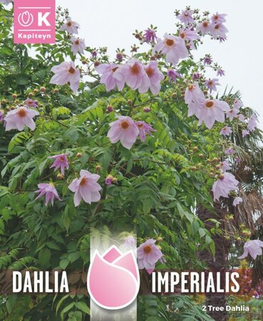 Dahlia Imperialis (2 bulbs)