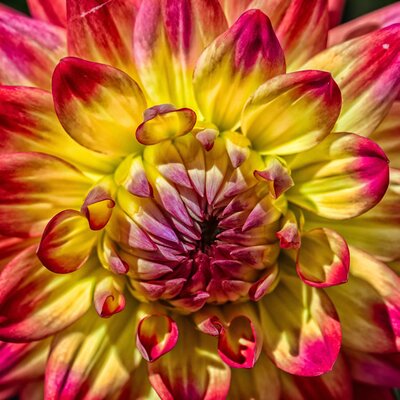 Dahlia Labella 'Maggiore Fun Pomegranate' - Image by edmondlafoto from Pixabay