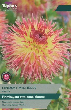 Dahlia 'Lindsay Michelle' (1 bulbs)