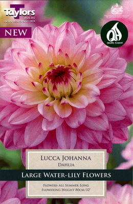 Dahlia 'Lucca Johanna' - Image courtesy of Taylors Bulbs