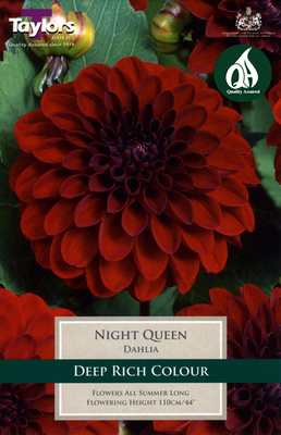 Dahlia Night Queen - Image courtesy of Taylors Bulbs