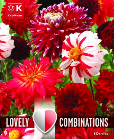 Dahlia Red & White (3 bulbs)