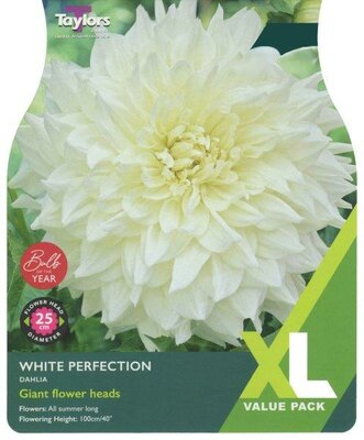 Dahlia 'White Perfection' (2 bulbs)