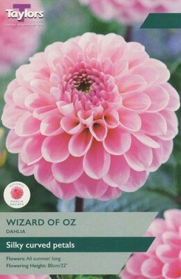 Dahlia 'Wizard Of Oz' (1 bulbs)