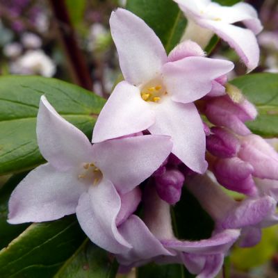 Daphne 'Jacqueline Postill' (3L pot)