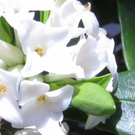 Daphne 'Perfume Princess' White (2L pot)