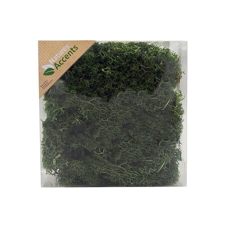 Dark Green Moss in Box -Image courtesy of Hogewoning