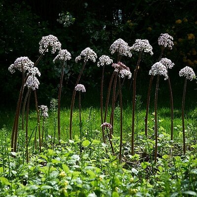 Darmera peltata (9cm pot)