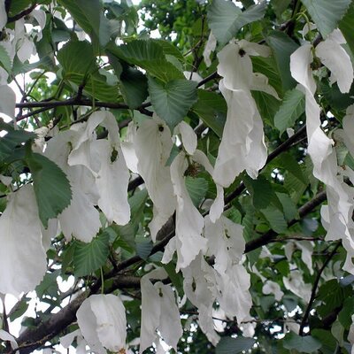 Davidia involucrata - Photo by Rasbak (CC BY-SA 3.0)