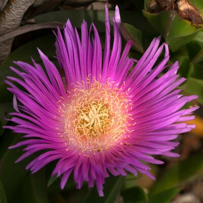 Delosperma 'Fuchsia'