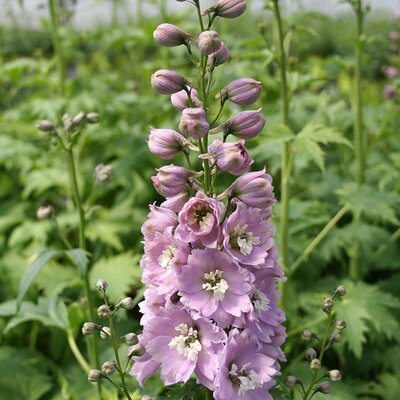 Delphinium 'Deep Rose White Bee' - Image courtesy of Schram Plants