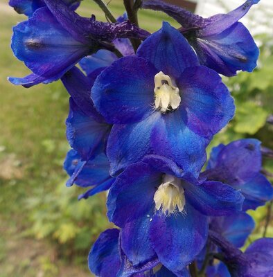 Delphinium 'Delphinity F1 Blue' - Image by Donna from Pixabay 