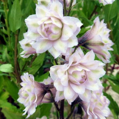 Delphinium 'Highlander Cha Cha' - Public Domain Image