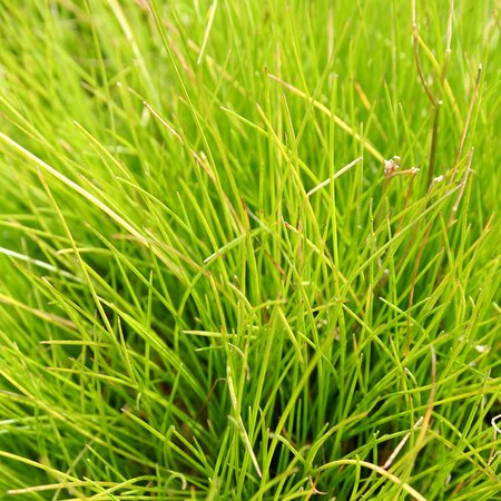 Deschampsia 'Tatra Gold' - Image courtesy of Schram Plants Ltd.