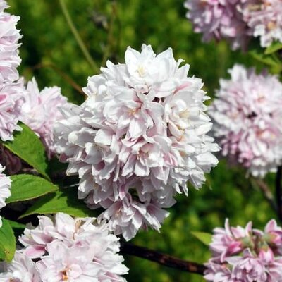 Deutzia 'Pink Pom-Pom' - Public Domain Image under fair use