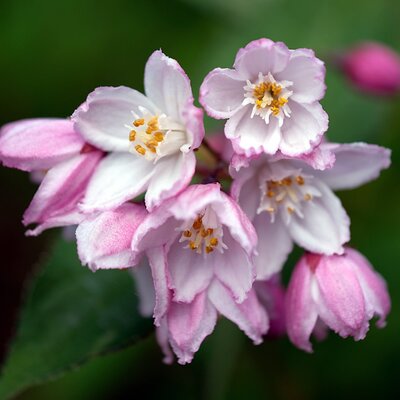 Deutzia rosea 'Yuki Cherry Blossom' - Image by ZenAga from Pixabay