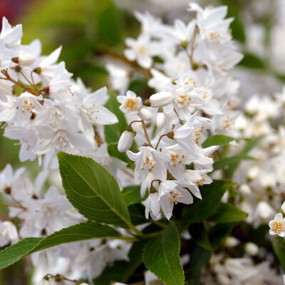 Deutzia rosea 'Yuki Snowflake' - Image by Fran Dekkers from Pixabay