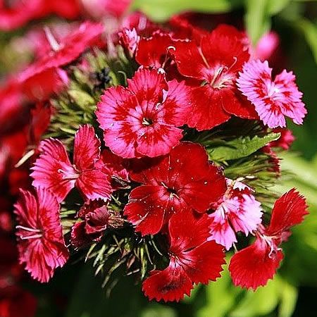 Dianthus  Red - Photo by David Stang (CC BY-SA 4.0)